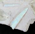 Opal Replaced Belemnite & Clam Fossils - Australia #21910-8